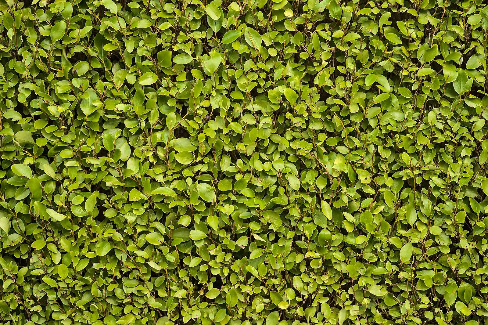 Beautiful uniform landscape planting by Todds Nursery