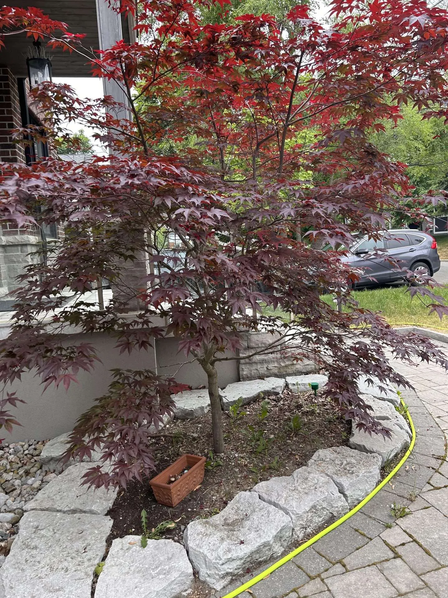 Japanese maple tree installation
